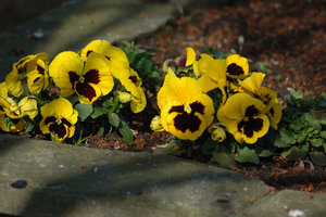 DSC_0338.JPG DSC_0338.JPG