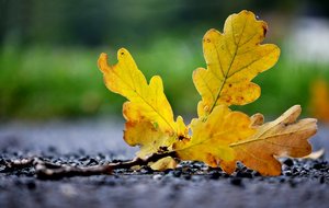 Herbstblatt.jpg Herbstblatt.jpg