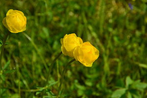 JPG_1246.JPG JPG_1246.JPG