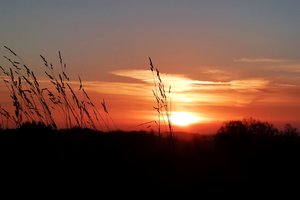 P1130756 (Large).jpg