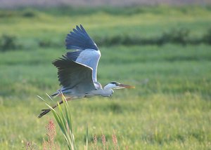 GrReiherFlug0.jpg