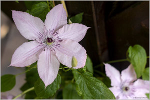 Clematis_5175.jpg