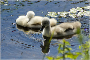 Schwan_Nachwuchs_5225.jpg