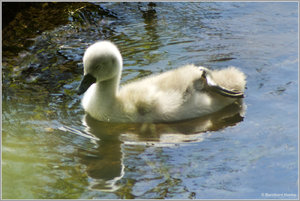 Schwan_Nachwuchs_5224.jpg