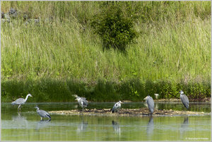 Graureiher_Familie_5208.jpg