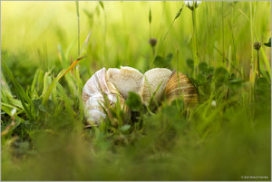 Weinbergschnecken_5231.jpg