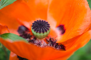 Fotoforum Mohn (1 von 1).jpg