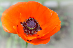 Fotoforum Mohn (2 von 1).jpg