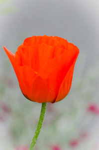 Fotoforum Mohn (3 von 1).jpg