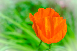 Fotoforum Mohn (4 von 1).jpg