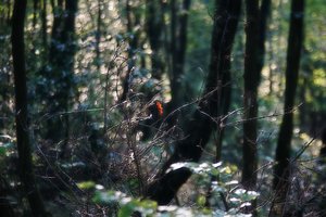 Forum DSC03396  Nex 5r + Tokina 35-105 psf.jpg