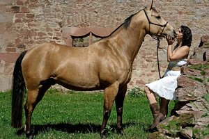 verkl.forumPferd 1.jpg