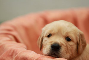 welpe1.jpg welpe1.jpg