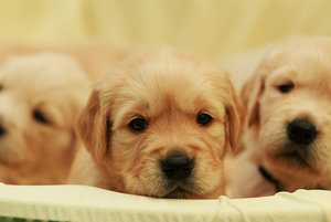 welpe2.jpg welpe2.jpg