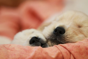 welpe3.jpg welpe3.jpg