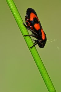 DSC_9227_ji_c.jpg DSC_9227_ji_c.jpg