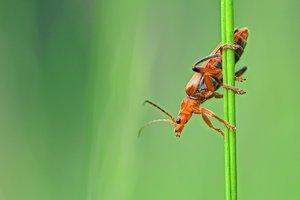 DSC_9274_ji_c.jpg DSC_9274_ji_c.jpg