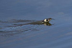 20140610_43Glücksburg_Ringelnatter01Natrix natrix.JPG
