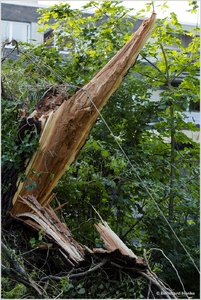 Sturmschaden_5368.jpg