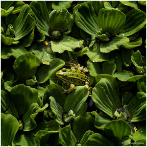 Frosch_4897.jpg