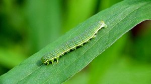 P1060796 (Medium).jpg