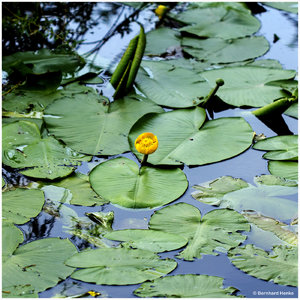 Seerose_5374.jpg Seerose_5374.jpg