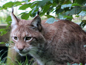 Luchs original 2.JPG