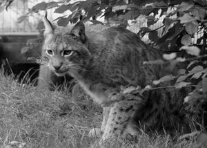 Luchs original 2b.JPG