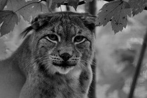 Luchs original c.JPG