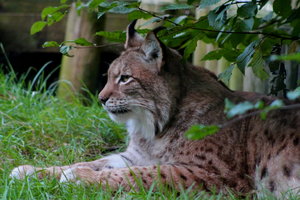 Luchs original3 b.JPG