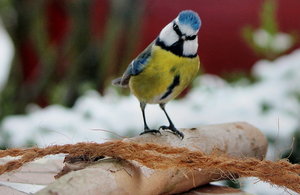 Blaumeise auf Aststock.JPG