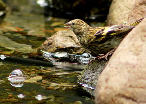 Erlenzeisig am Teich.JPG
