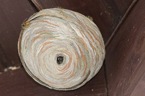 Fotoforum Wespennest (1 von 3).jpg