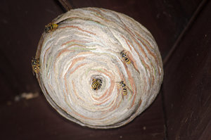 Fotoforum Wespennest (2 von 3).jpg