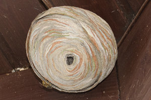 Fotoforum Wespennest (3 von 3).jpg