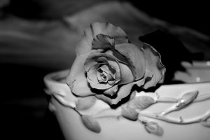 Rose Schw. weiß.JPG