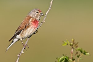 20140617_122beltringharderko_Bluthänfling01 Acanthis cannabina.JPG
