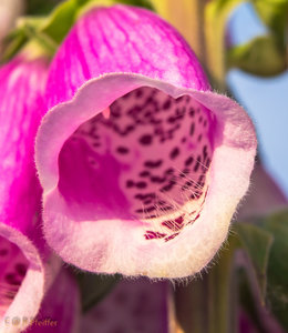 IMG_8045.jpg IMG_8045.jpg