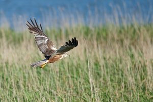 20140617_362beltringharderko_Rohrweihe01 Circus aeruginosus.JPG