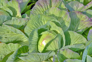 Dithmarschen 268 Kopie.jpg