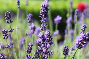 Lavendel_1.jpg