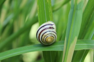 Schnecke_2.jpg