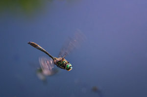 DSC_2072-Bearbeitet-3 Kopie.jpg