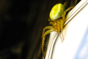 o140623SDIM1224_v1DP3 Merrill-2.JPG