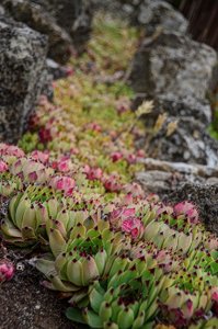 DSC_7745_ji_c.jpg DSC_7745_ji_c.jpg