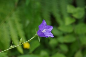 IMGP0256.JPG IMGP0256.JPG