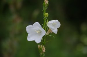 IMGP0260.JPG IMGP0260.JPG