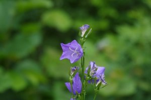 IMGP0261.JPG IMGP0261.JPG