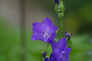 IMGP0255.JPG IMGP0255.JPG