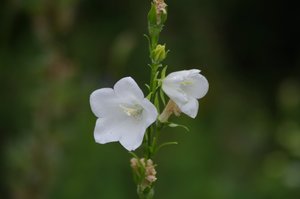 IMGP0260.JPG IMGP0260.JPG